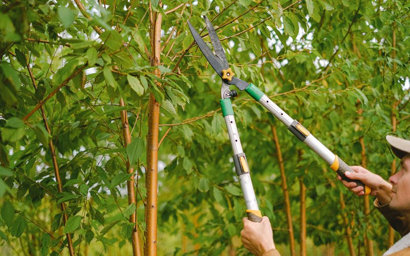 Tree trimming in Westerlo, NY
